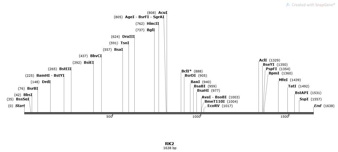 RK2 Plasmid